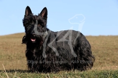 Terrier - Scottish