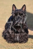 Terrier - Scottish