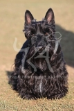 Terrier - Scottish