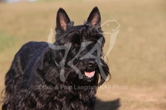 Terrier - Scottish