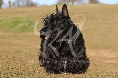 Terrier - Scottish