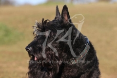 Terrier - Scottish