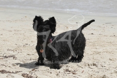 Terrier - Scottish