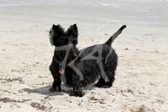 Terrier - Scottish