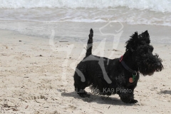 Terrier - Scottish