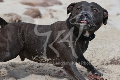 Terrier - Staffordshire Bull