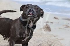 Terrier - Staffordshire Bull