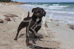 Terrier - Staffordshire Bull