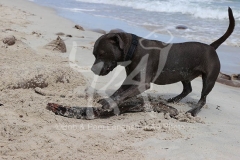 Terrier - Staffordshire Bull