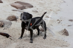 Terrier - Staffordshire Bull