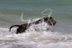 Terrier - Staffordshire Bull