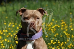 Terrier - Staffordshire Bull