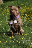 Terrier - Staffordshire Bull