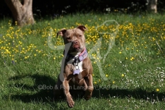Terrier - Staffordshire Bull