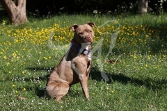 Terrier - Staffordshire Bull
