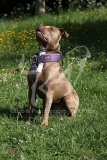 Terrier - Staffordshire Bull