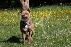 Terrier - Staffordshire Bull