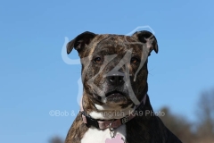 Terrier - Staffordshire Bull
