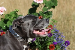 Terrier - Staffordshire Bull