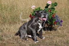 Terrier - Staffordshire Bull