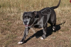 Terrier - Staffordshire Bull