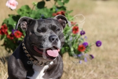 Terrier - Staffordshire Bull