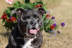Terrier - Staffordshire Bull