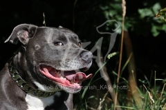 Terrier - Staffordshire Bull