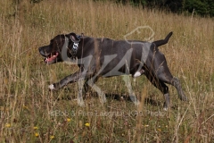 Terrier - Staffordshire Bull