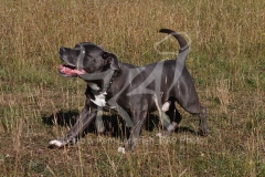 Terrier - Staffordshire Bull