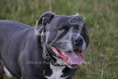 Terrier - Staffordshire Bull