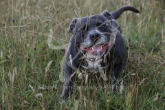 Terrier - Staffordshire Bull