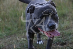 Terrier - Staffordshire Bull