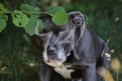 Terrier - Staffordshire Bull