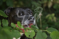 Terrier - Staffordshire Bull