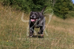 Terrier - Staffordshire Bull