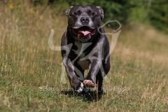 Terrier - Staffordshire Bull