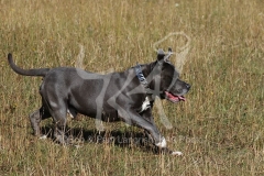 Terrier - Staffordshire Bull