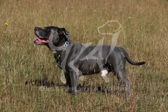 Terrier - Staffordshire Bull