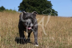 Terrier - Staffordshire Bull