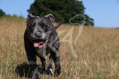Terrier - Staffordshire Bull