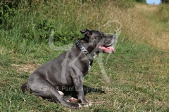 Terrier - Staffordshire Bull