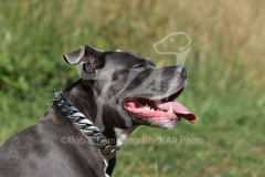 Terrier - Staffordshire Bull
