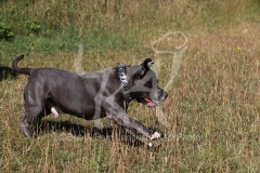 Terrier - Staffordshire Bull