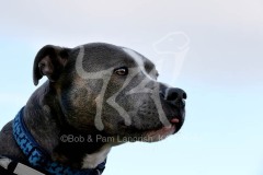 Terrier - Staffordshire Bull