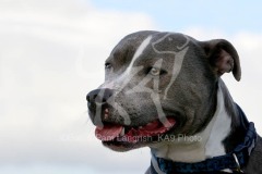 Terrier - Staffordshire Bull