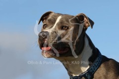 Terrier - Staffordshire Bull