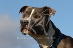 Terrier - Staffordshire Bull