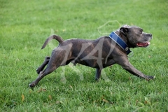 Terrier - Staffordshire Bull