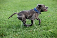 Terrier - Staffordshire Bull